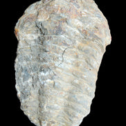 Trilobite Diacalymene 52*88mm 152g in sunlight - Rocks and Things Store