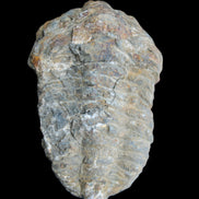 Trilobite Diacalymene 52*88mm 152g in sunlight - Rocks and Things Store