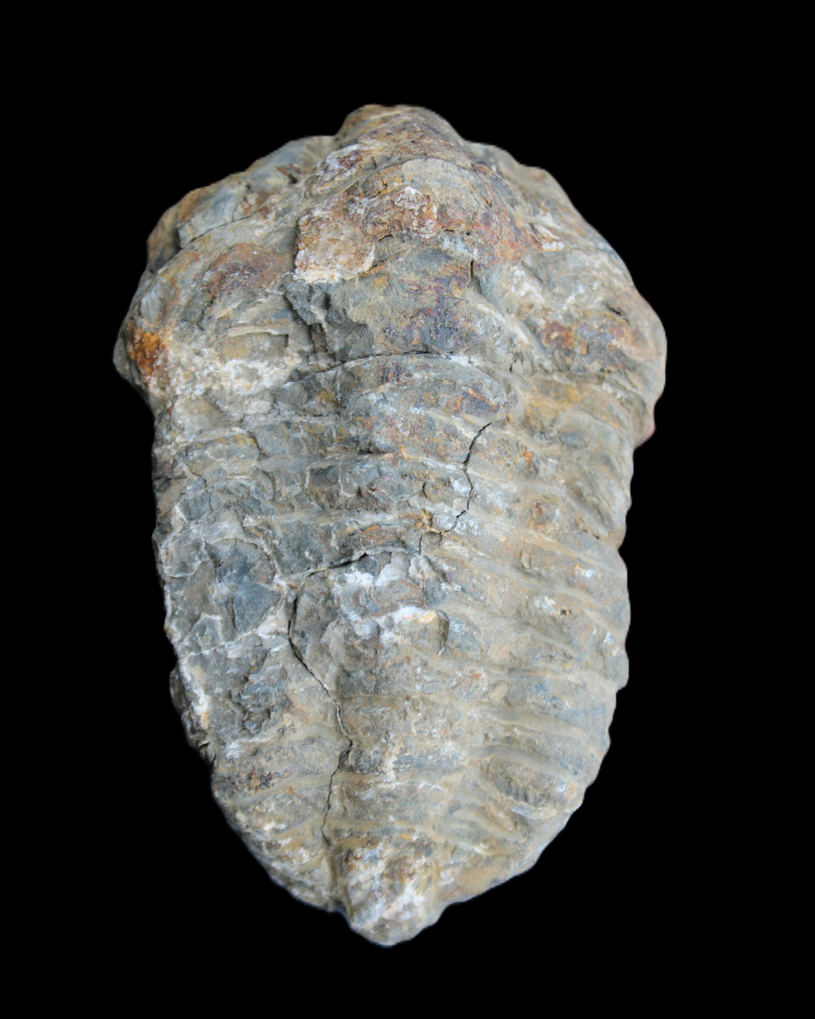 Trilobite Diacalymene 52*88mm 152g in sunlight - Rocks and Things Store