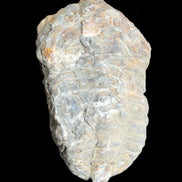 Trilobite Diacalymene 52*88mm 152g in sunlight - Rocks and Things Store