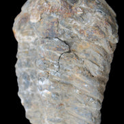 Trilobite Diacalymene 52*88mm 152g in sunlight - Rocks and Things Store