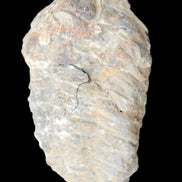 Trilobite Diacalymene 52*88mm 152g in sunlight - Rocks and Things Store