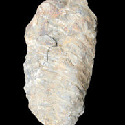 Trilobite Diacalymene 52*88mm 152g in sunlight - Rocks and Things Store