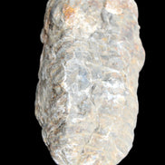 Trilobite Diacalymene 52*88mm 152g in sunlight - Rocks and Things Store