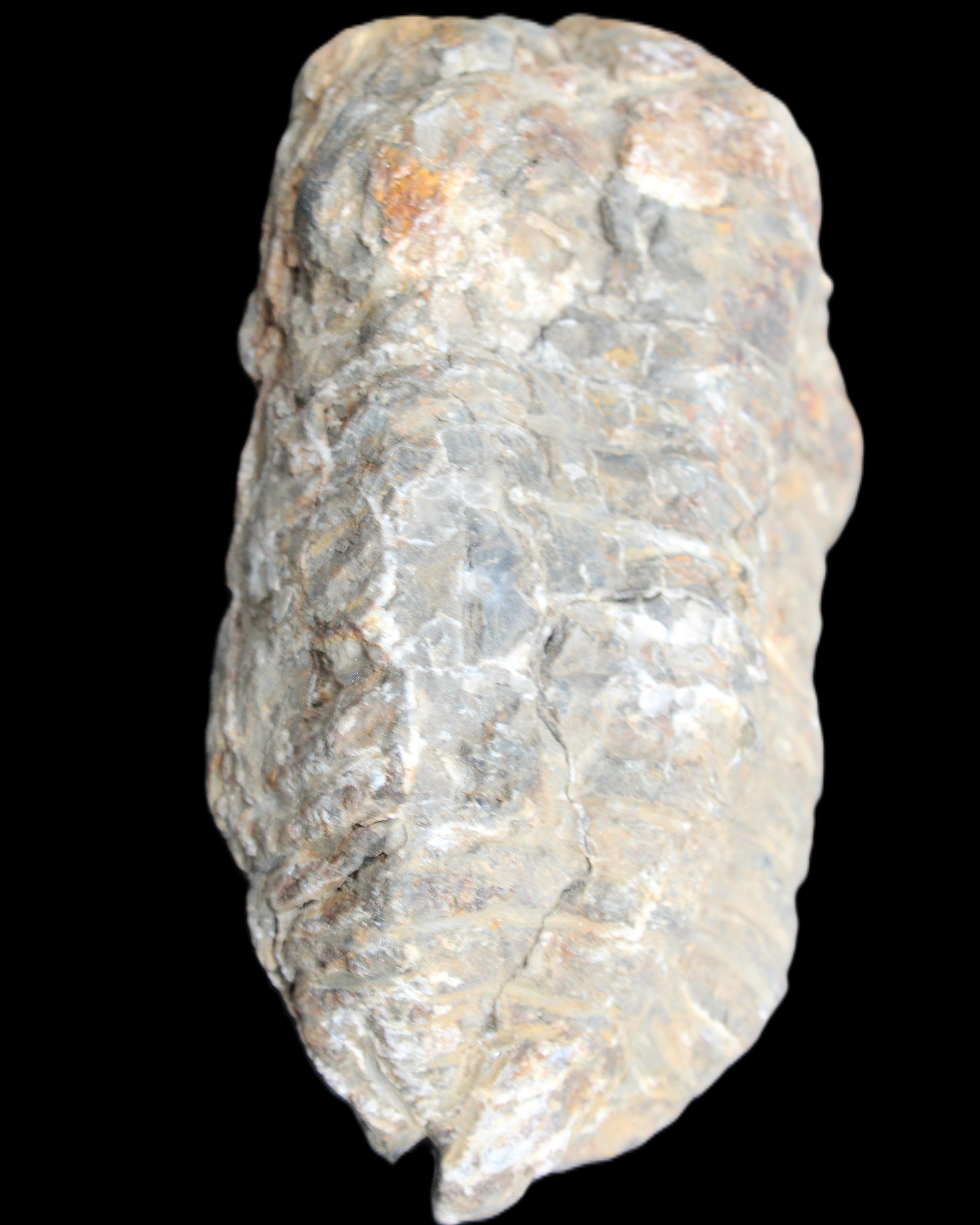 Trilobite Diacalymene 52*88mm 152g in sunlight - Rocks and Things Store