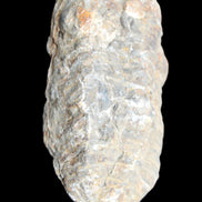 Trilobite Diacalymene 52*88mm 152g in sunlight - Rocks and Things Store