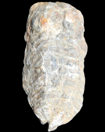 Trilobite Diacalymene 52*88mm 152g in sunlight - Rocks and Things Store
