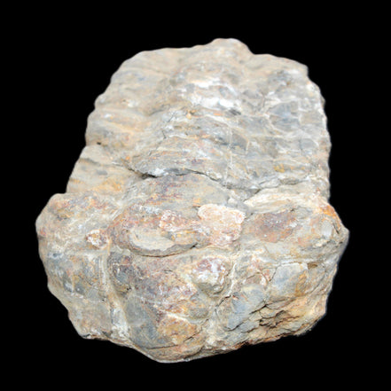 Trilobite Diacalymene 52*88mm 152g in sunlight - Rocks and Things Store