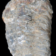 Trilobite Diacalymene 52*88mm 152g in sunlight - Rocks and Things Store