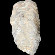 Trilobite Diacalymene 52*88mm 152g in sunlight - Rocks and Things Store