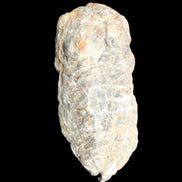 Trilobite Diacalymene 52*88mm 152g in sunlight - Rocks and Things Store