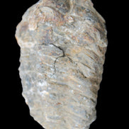 Trilobite Diacalymene 52*88mm 152g in sunlight - Rocks and Things Store