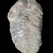 Trilobite Diacalymene 52*88mm 152g in sunlight - Rocks and Things Store