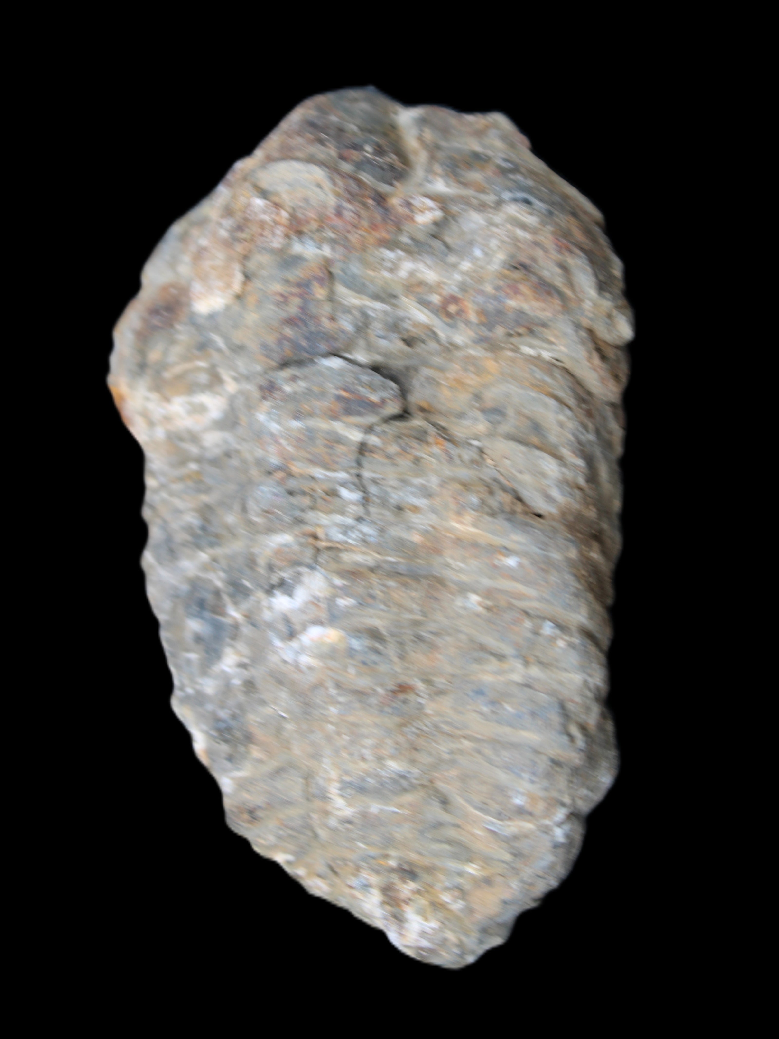 Trilobite Diacalymene 52*88mm 152g in sunlight - Rocks and Things Store