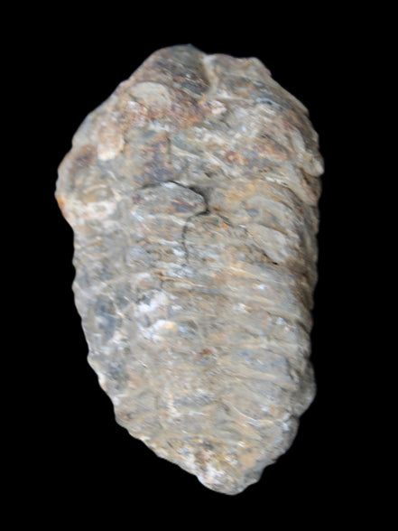 Trilobite Diacalymene 52*88mm 152g in sunlight - Rocks and Things Store
