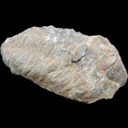 Trilobite Diacalymene 52*88mm 152g in sunlight - Rocks and Things Store