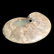 Ammonite section pair 166/168*128/126*18mm 457g & 505g in sunlight - Rocks and Things Store