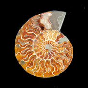 Ammonite section pair 166/168*128/126*18mm 457g & 505g in sunlight - Rocks and Things Store