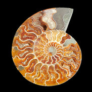 Ammonite section pair 166/168*128/126*18mm 457g & 505g in sunlight - Rocks and Things Store