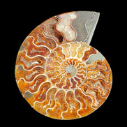 Ammonite section pair 166/168*128/126*18mm 457g & 505g in sunlight - Rocks and Things Store