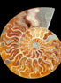 Ammonite section pair 166/168*128/126*18mm 457g & 505g in sunlight - Rocks and Things Store