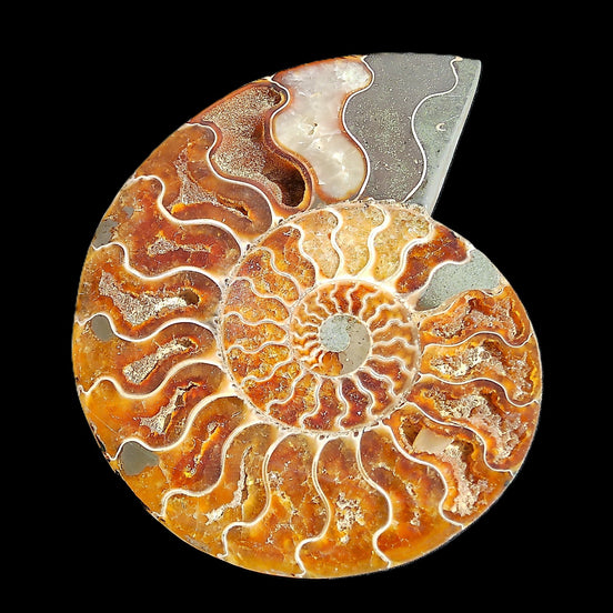 Ammonite section pair 166/168*128/126*18mm 457g & 505g in sunlight - Rocks and Things Store