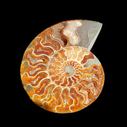Ammonite section pair 166/168*128/126*18mm 457g & 505g in sunlight - Rocks and Things Store