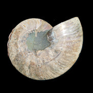 Ammonite section pair 166/168*128/126*18mm 457g & 505g in sunlight - Rocks and Things Store