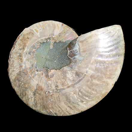 Ammonite section pair 166/168*128/126*18mm 457g & 505g in sunlight - Rocks and Things Store