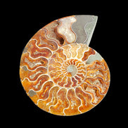 Ammonite section pair 166/168*128/126*18mm 457g & 505g in sunlight - Rocks and Things Store