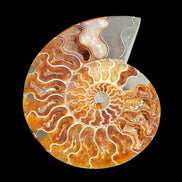 Ammonite section pair 166/168*128/126*18mm 457g & 505g in sunlight - Rocks and Things Store