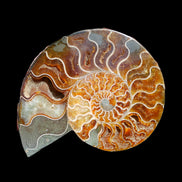 Ammonite section pair 166/168*128/126*18mm 457g & 505g in sunlight - Rocks and Things Store