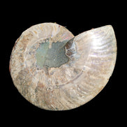 Ammonite section pair 166/168*128/126*18mm 457g & 505g in sunlight - Rocks and Things Store