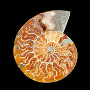 Ammonite section pair 166/168*128/126*18mm 457g & 505g in sunlight - Rocks and Things Store