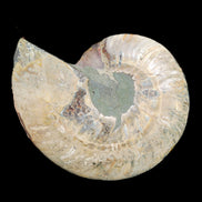 Ammonite section pair 166/168*128/126*18mm 457g & 505g in sunlight - Rocks and Things Store