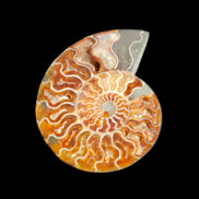 Ammonite section pair 166/168*128/126*18mm 457g & 505g in sunlight - Rocks and Things Store