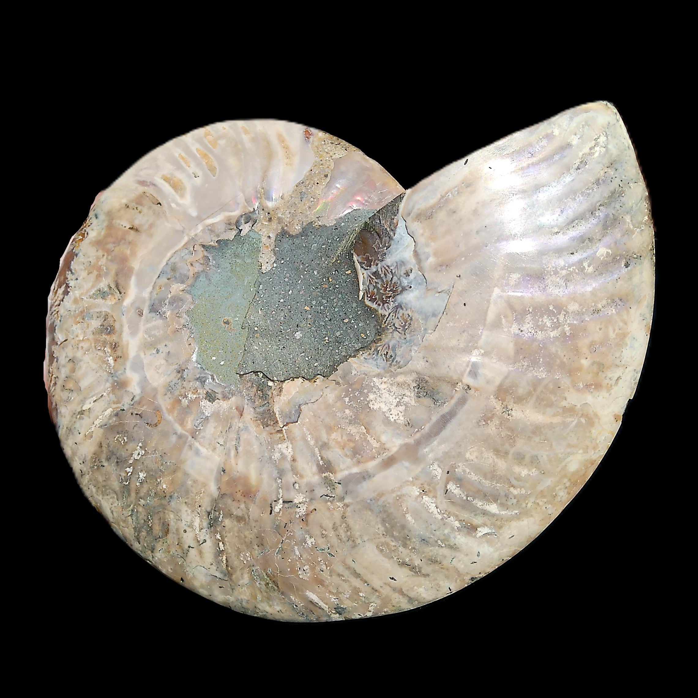 Ammonite section pair 166/168*128/126*18mm 457g & 505g in sunlight - Rocks and Things Store