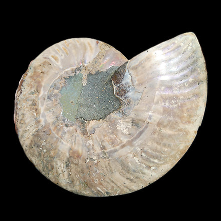 Ammonite section pair 166/168*128/126*18mm 457g & 505g in sunlight - Rocks and Things Store