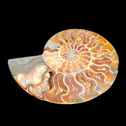 Ammonite section pair 166/168*128/126*18mm 457g & 505g in sunlight - Rocks and Things Store