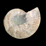 Ammonite section pair 166/168*128/126*18mm 457g & 505g in sunlight - Rocks and Things Store