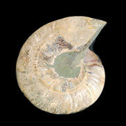 Ammonite section pair 166/168*128/126*18mm 457g & 505g in sunlight - Rocks and Things Store