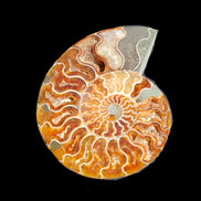Ammonite section pair 166/168*128/126*18mm 457g & 505g in sunlight - Rocks and Things Store