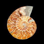 Ammonite section pair 166/168*128/126*18mm 457g & 505g in sunlight - Rocks and Things Store