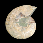 Ammonite section pair 166/168*128/126*18mm 457g & 505g in sunlight - Rocks and Things Store