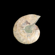 Ammonite section pair 166/168*128/126*18mm 457g & 505g in sunlight - Rocks and Things Store