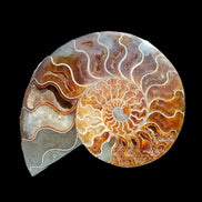Ammonite section pair 166/168*128/126*18mm 457g & 505g in sunlight - Rocks and Things Store