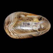 Crazy Lace Agate 41*32*210mm 37g in sunlight - Rocks and Things Store