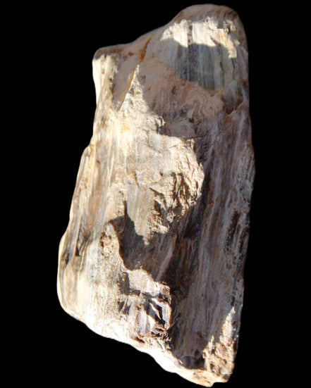 Petrified Wood half log from Madagascar 133*74*50mm 618g in sunlight - Rocks and Things Store