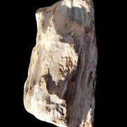 Petrified Wood half log from Madagascar 133*74*50mm 618g in sunlight - Rocks and Things Store