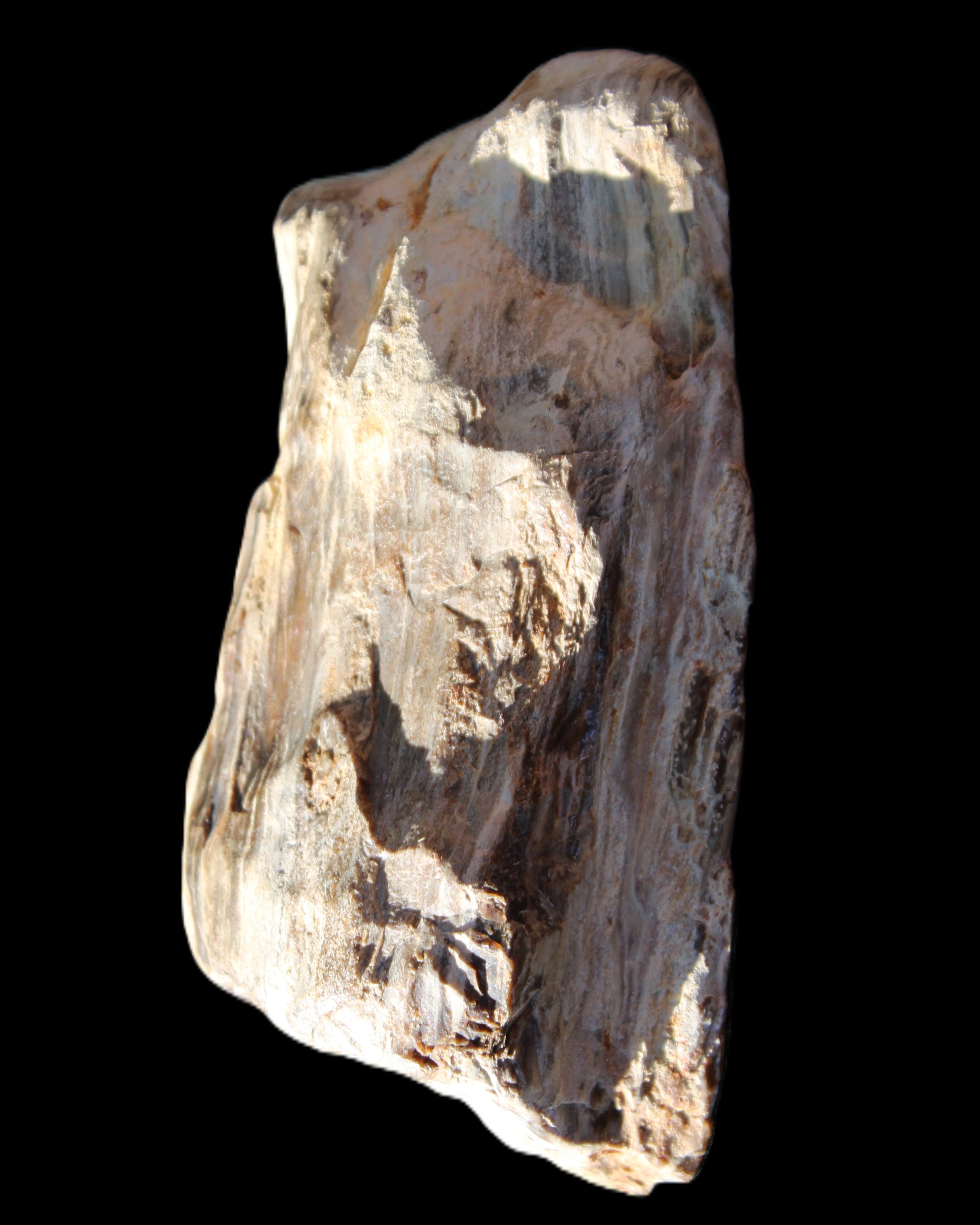 Petrified Wood half log from Madagascar 133*74*50mm 618g in sunlight - Rocks and Things Store